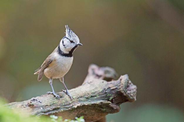 bdkuifmees _KS_9017 1800