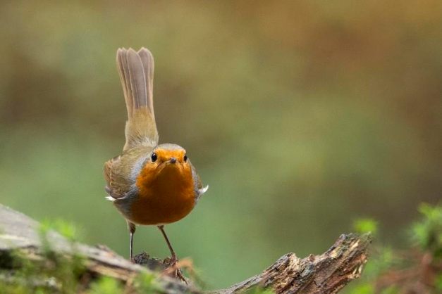 bdroodborst _KS_8886 900