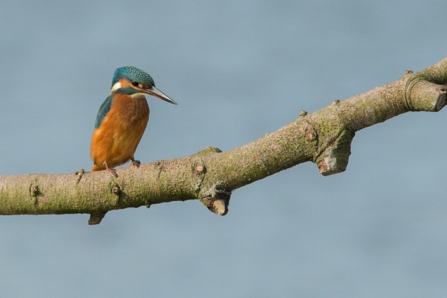 ijsvogel JKS_4138-2-1