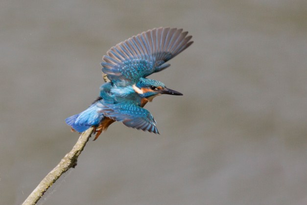 ijsvogel KS_9965-bw-v-r-900