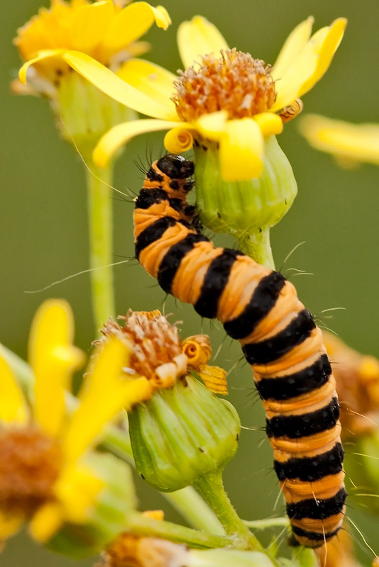 Jacobsvlinder-rups-2730-bew