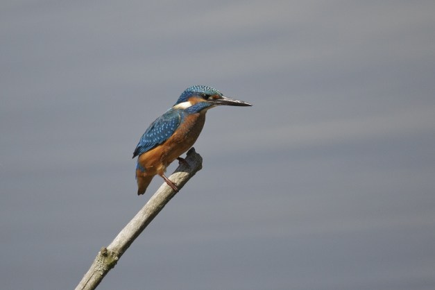 _KS_9702 ijsvogel bw-v