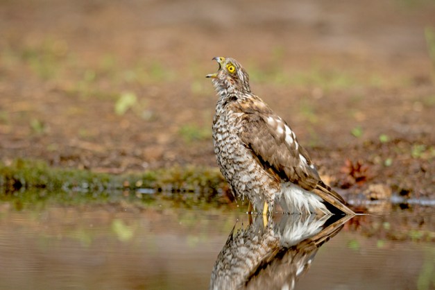 sperwer KS_8241-bw-v-r-900