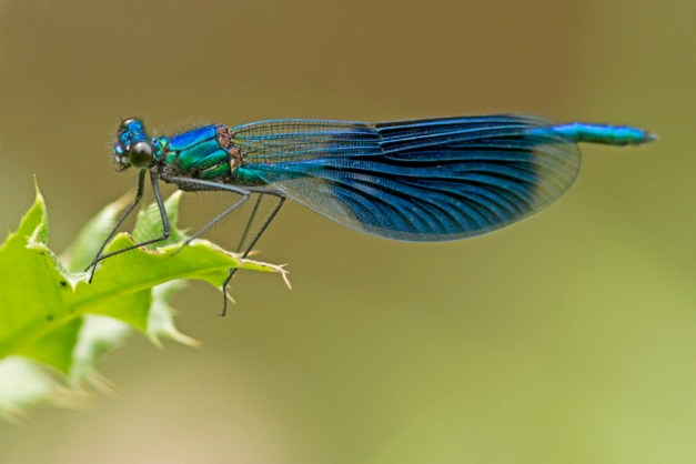 weidebeekjuffer JKS_4396 900 v1